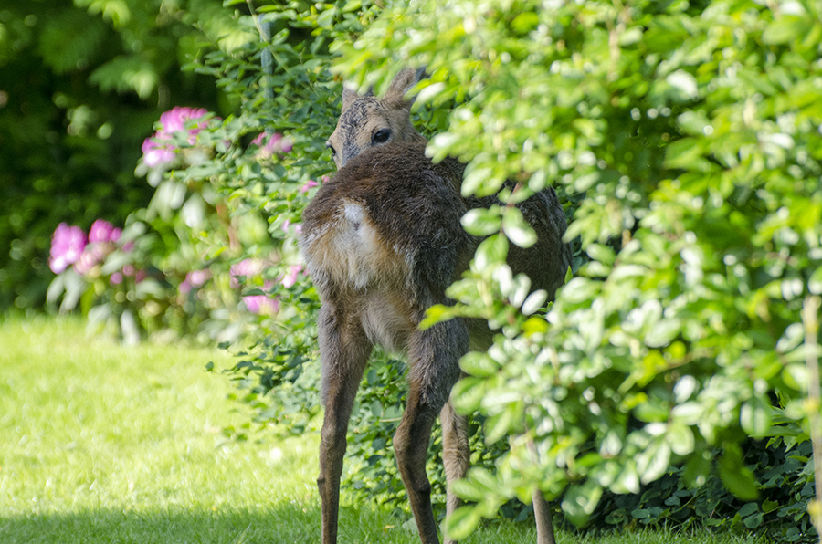 Rådyr