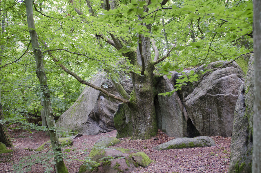 KJugekull